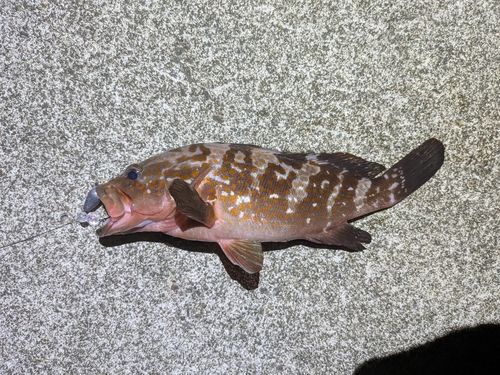 キジハタの釣果