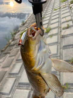 コイの釣果