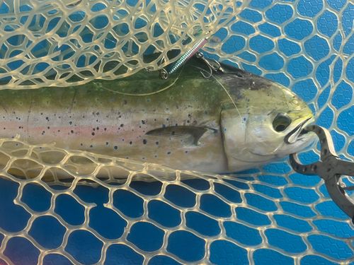 シイラの釣果