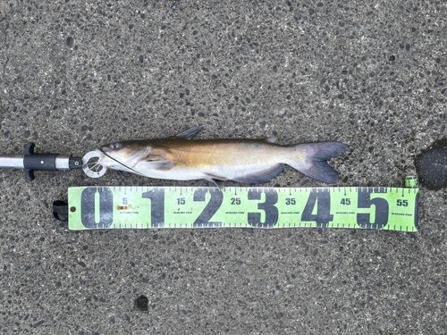 アメリカナマズの釣果