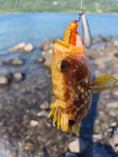 アコウの釣果