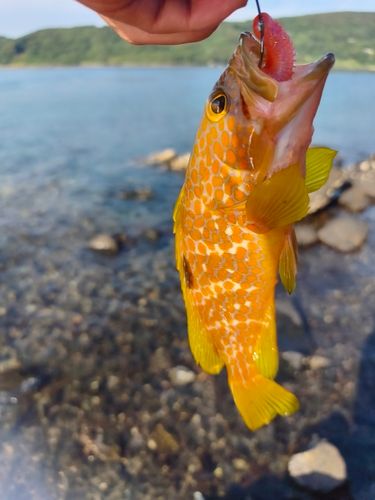 アコウの釣果