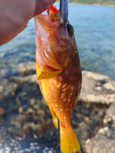 アコウの釣果
