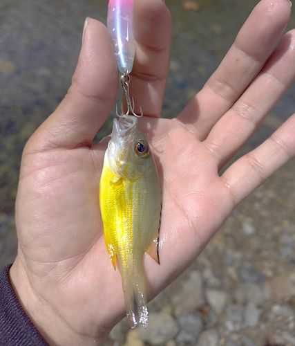 オキフエダイの釣果