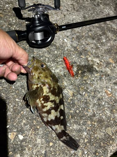 ガシラの釣果