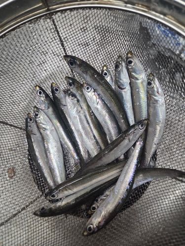カタクチイワシの釣果