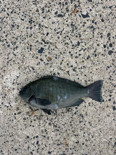 メジナの釣果