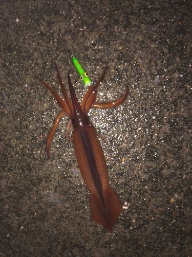 スルメイカの釣果