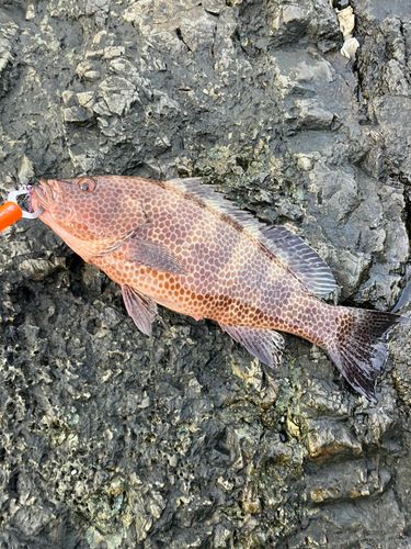 オオモンハタの釣果