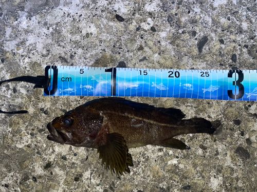 ソイの釣果