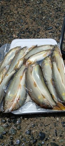 アユの釣果