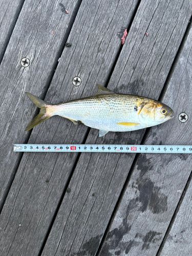 コノシロの釣果