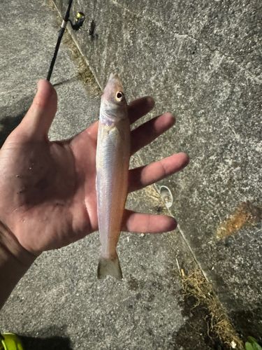 シロギスの釣果