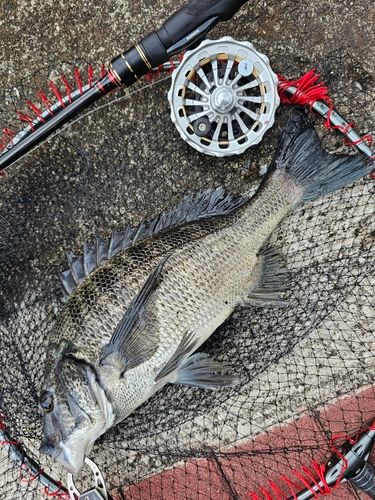 クロダイの釣果