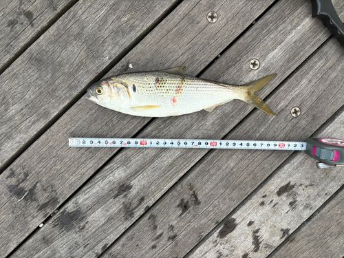 コノシロの釣果