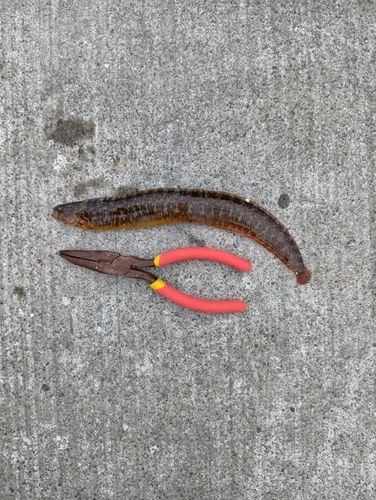 ギンポの釣果