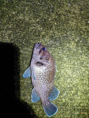 マゾイの釣果