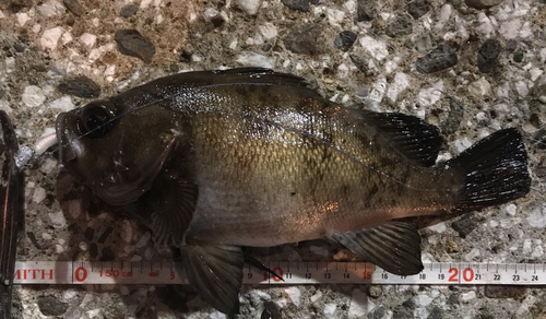 メバルの釣果