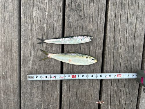 カタクチイワシの釣果