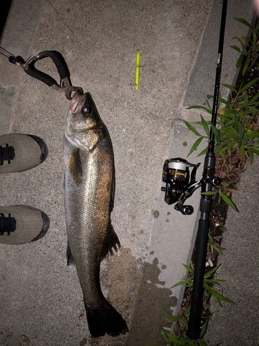 釣果