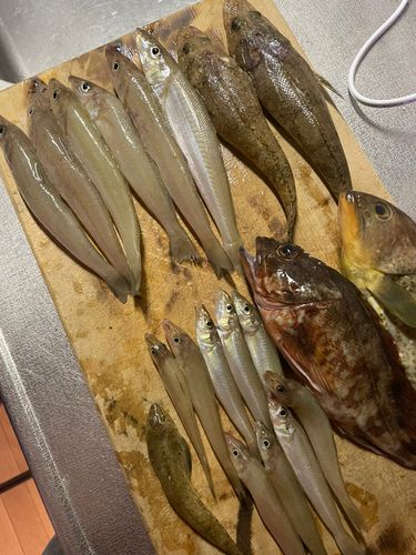 キスの釣果