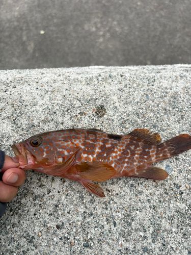 キジハタの釣果
