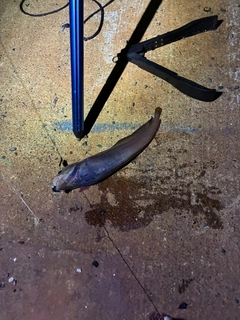 ドンコの釣果