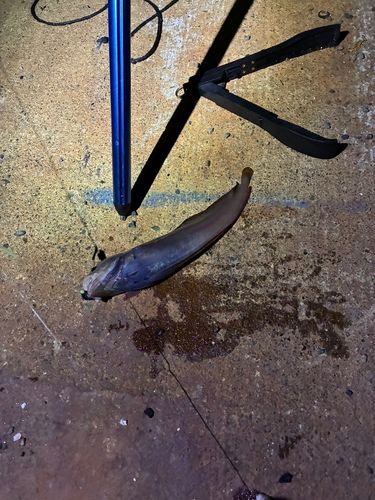 ドンコの釣果