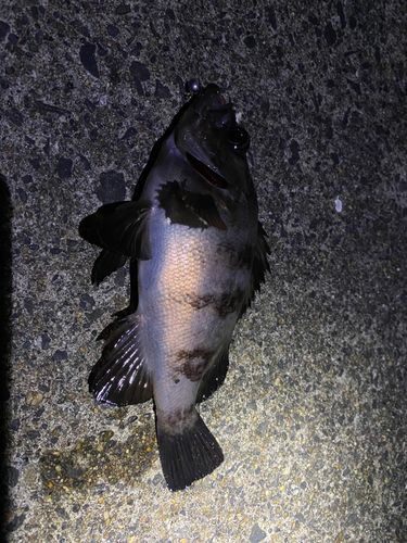 メバルの釣果