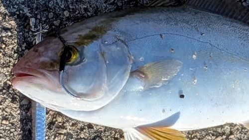 カンパチの釣果