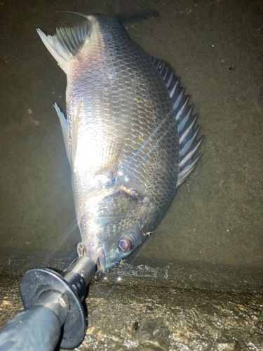 キビレの釣果