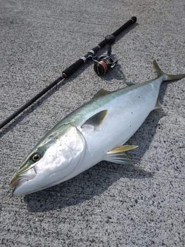 メジロの釣果