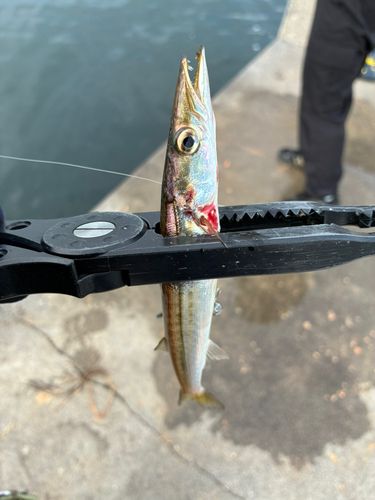 カマスの釣果