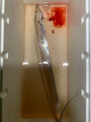 タチウオの釣果