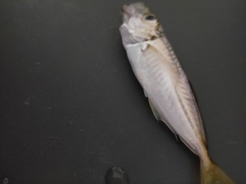 マアジの釣果
