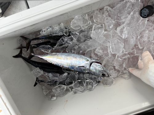 メジカの釣果