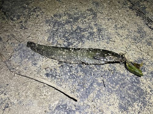 マナマズの釣果