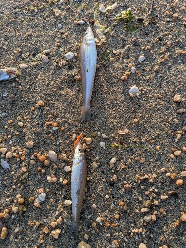 シロギスの釣果