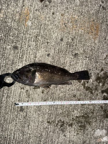 クロソイの釣果