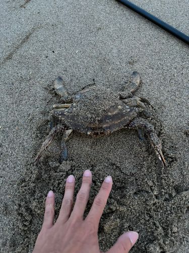 ワタリガニの釣果