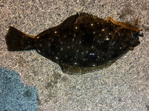 ヒラメの釣果