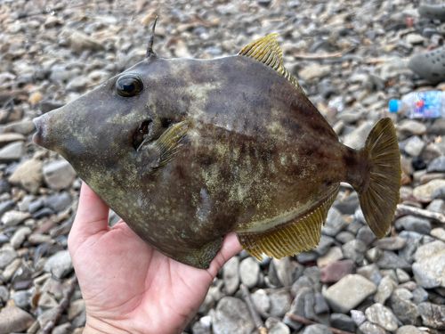 カワハギの釣果