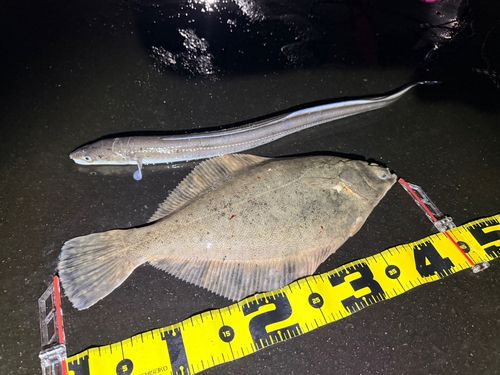 マアナゴの釣果