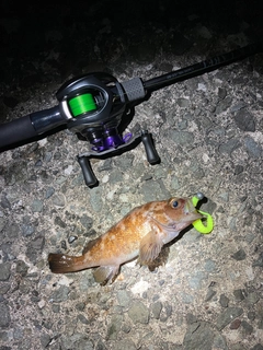 エゾメバルの釣果