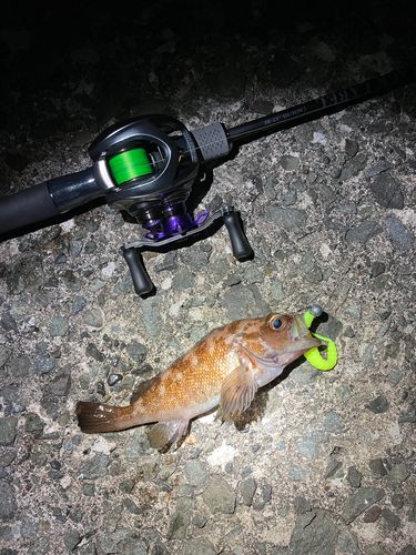 エゾメバルの釣果