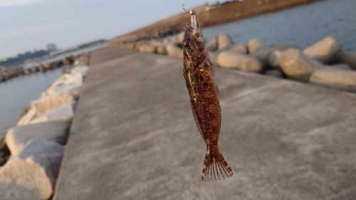 アイナメの釣果