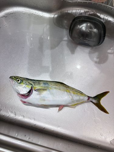 ワカシの釣果