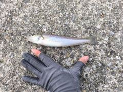 シロギスの釣果