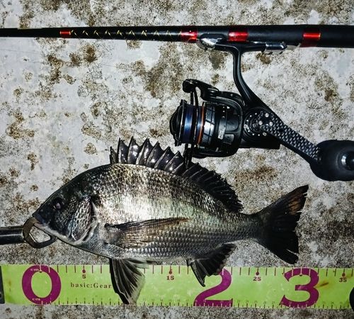 クロダイの釣果
