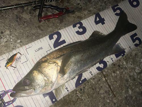 シーバスの釣果